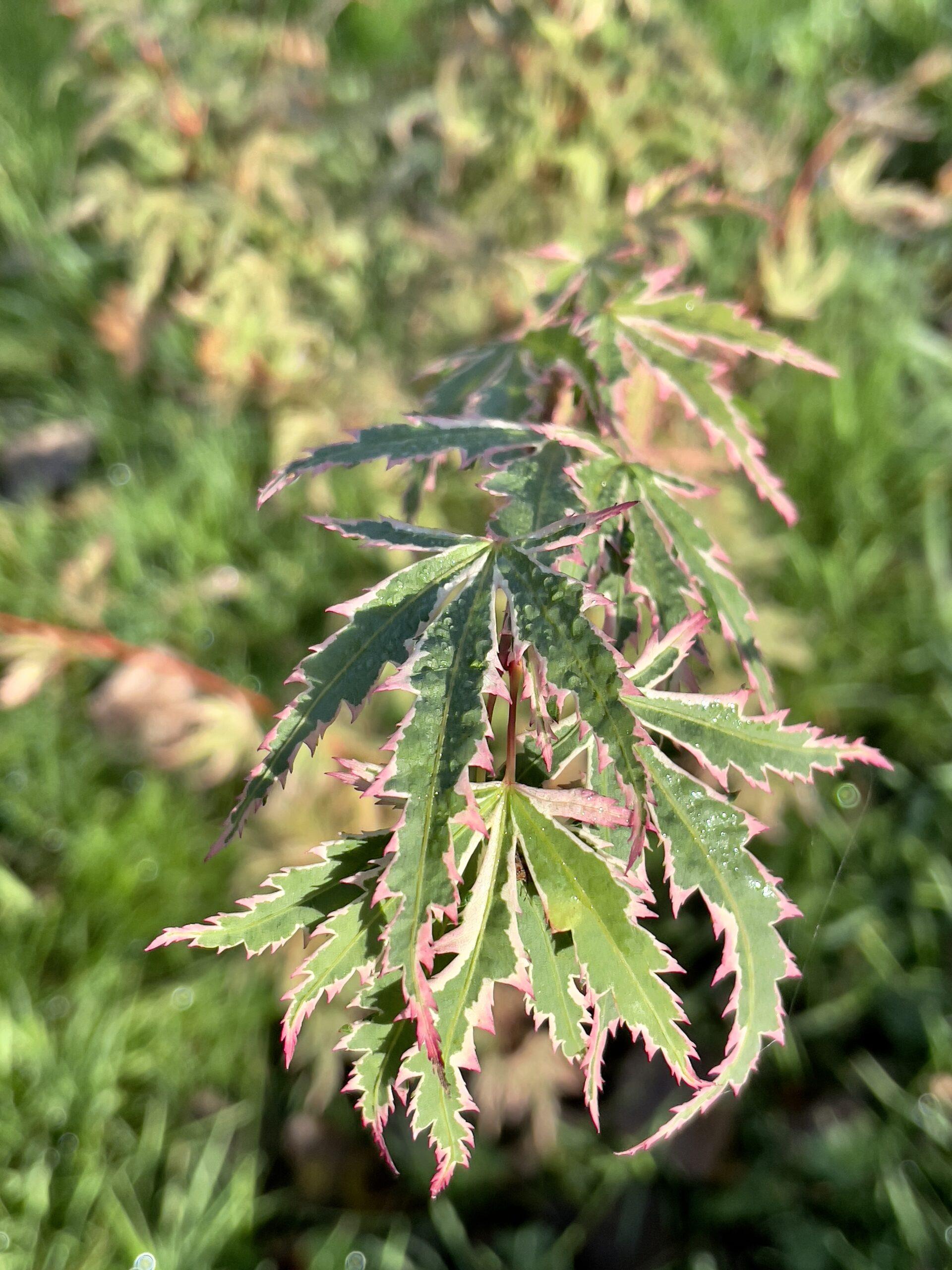 Acer Palmatum Butterfly - View 7 from www redcrocus com