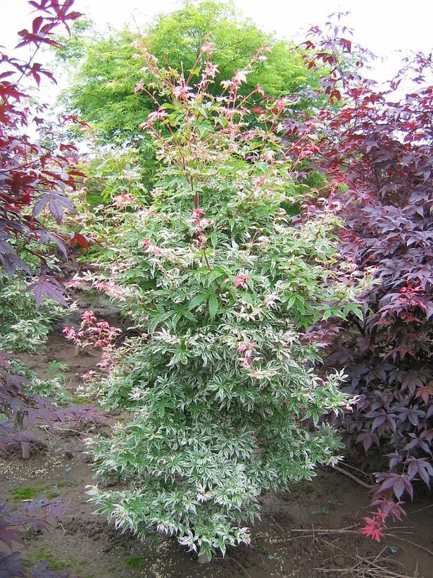 Acer Palmatum Butterfly - View 9 from www redcrocus com