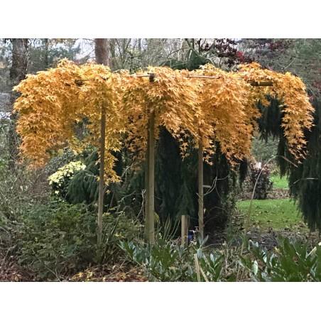 Acer Palmatum 'ryusen' - View 10 from www redcrocus com