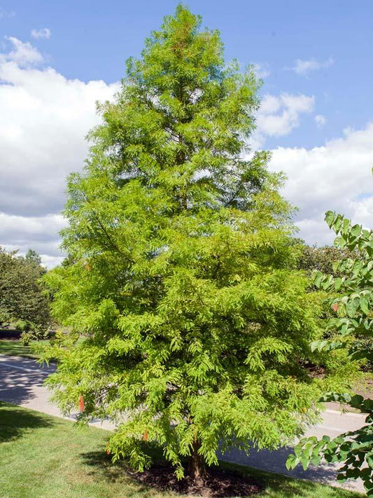 Taxodium Distichum - View 10 from www redcrocus com