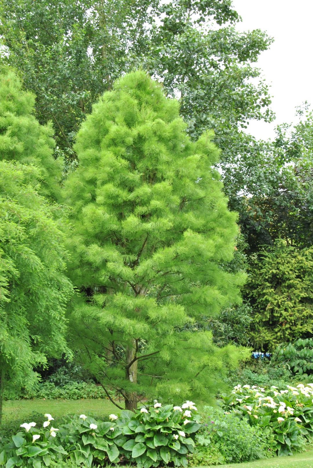 Taxodium Distichum - View 11 from www redcrocus com