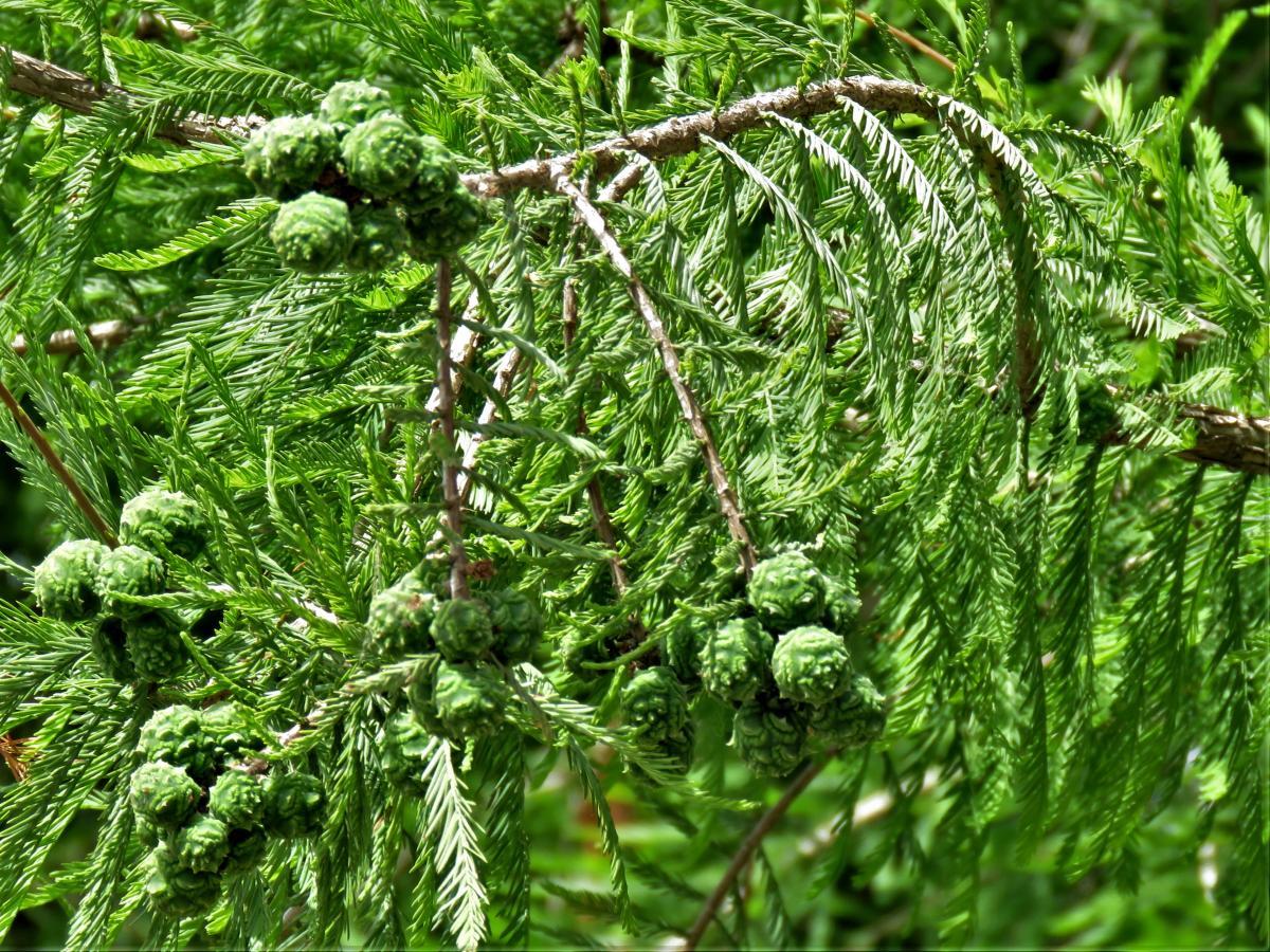 Taxodium Distichum - View 18 from www redcrocus com