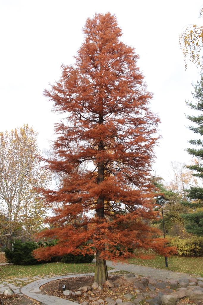 Taxodium Distichum - View 19 from www redcrocus com