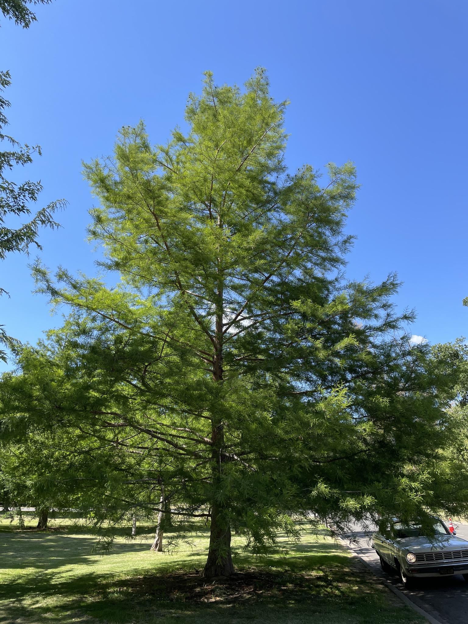 Taxodium Distichum - View 5 from www redcrocus com