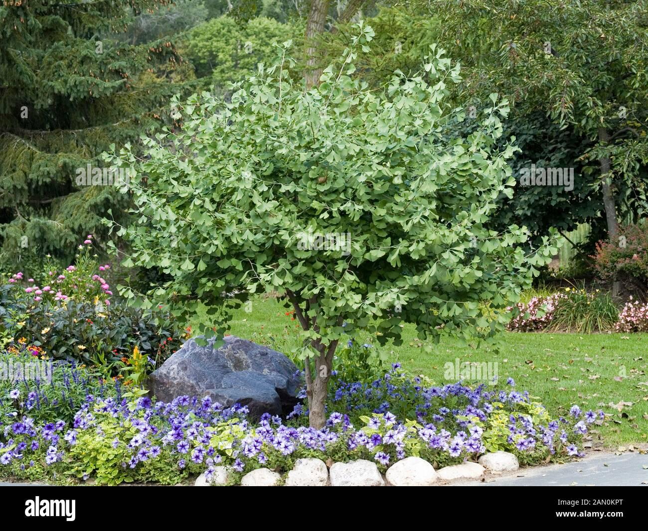 Ginkgo Biloba Chi Chi Single Stem - View 15 from www redcrocus com
