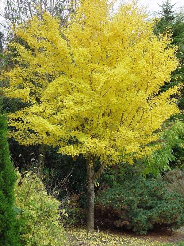 Ginkgo Biloba Chi Chi Single Stem - View 3 from www redcrocus com