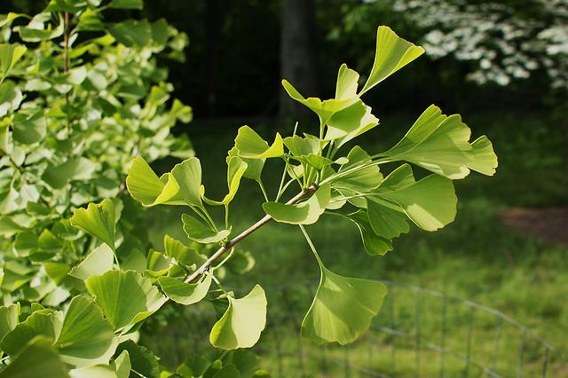Ginkgo Biloba Chi Chi Single Stem - View 5 from www redcrocus com