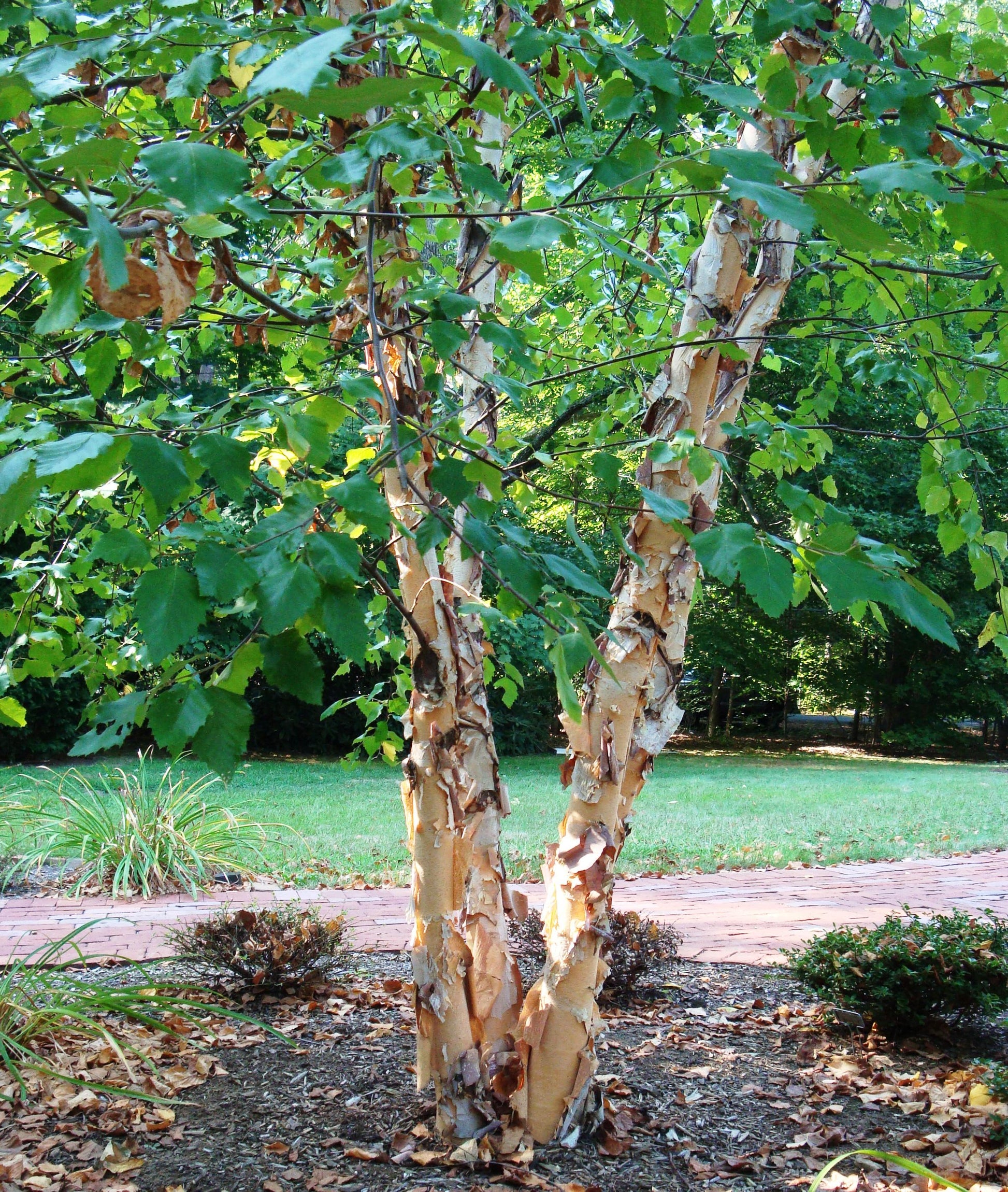 Betula Nigra 'dura Heat' Multi Stem - View 10 from www redcrocus com