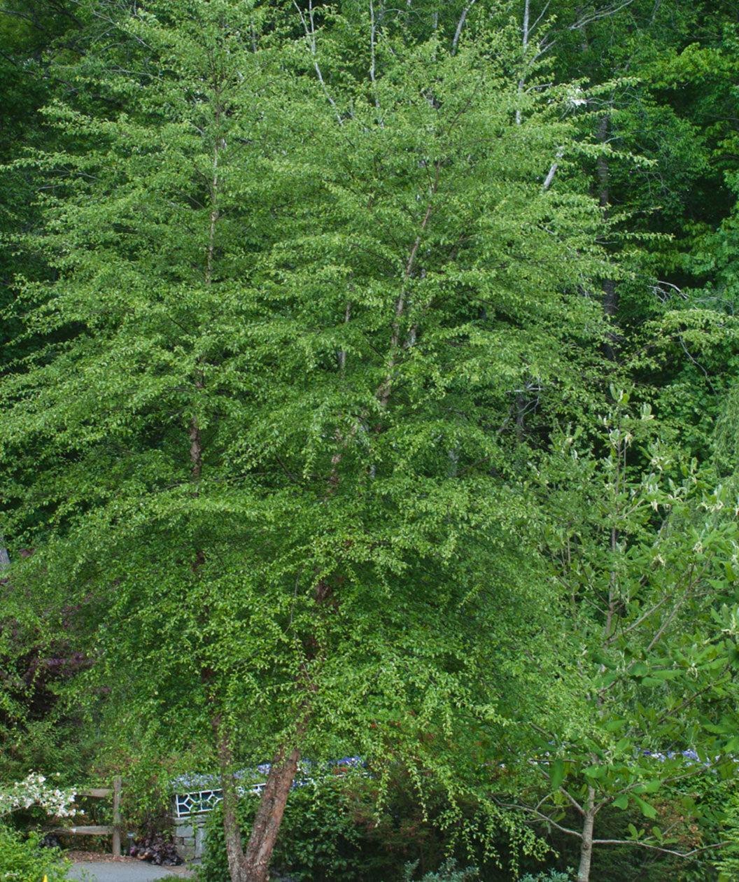 Betula Nigra 'dura Heat' Multi Stem - View 12 from www redcrocus com