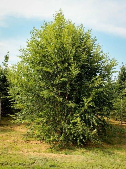 Betula Nigra 'dura Heat' Multi Stem - View 13 from www redcrocus com