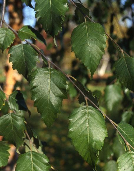 Betula Nigra 'dura Heat' Multi Stem - View 14 from www redcrocus com