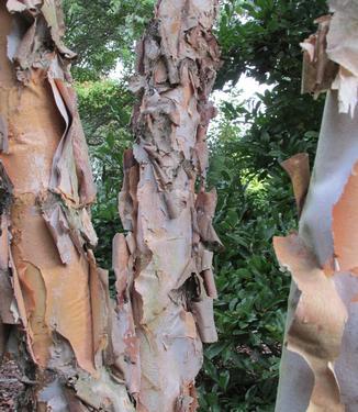 Betula Nigra 'dura Heat' Multi Stem - View 15 from www redcrocus com