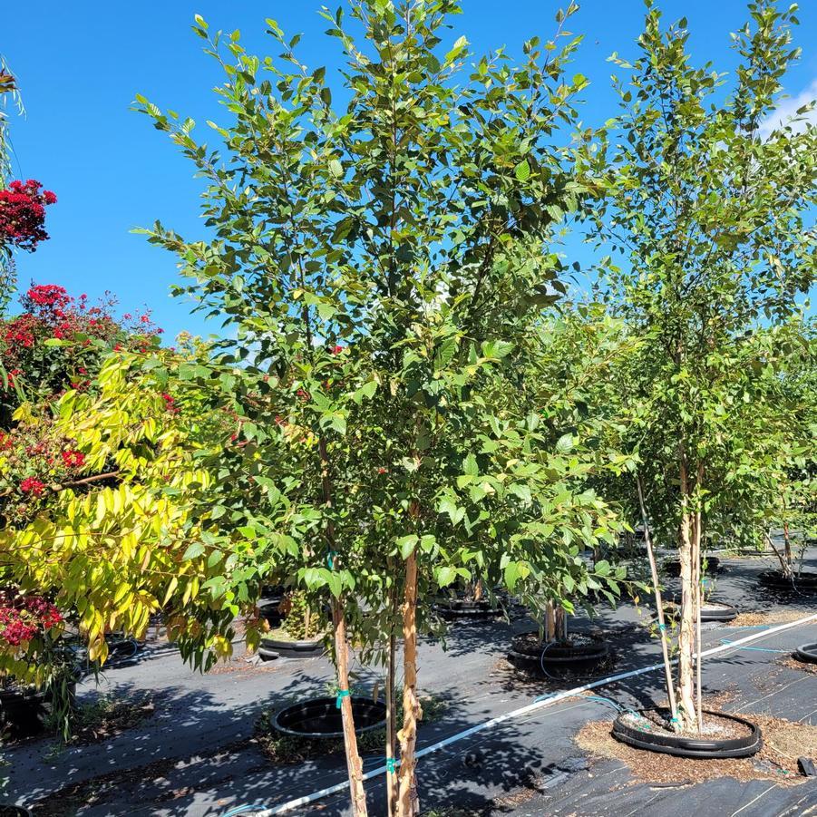 Betula Nigra 'dura Heat' Multi Stem - View 16 from www redcrocus com
