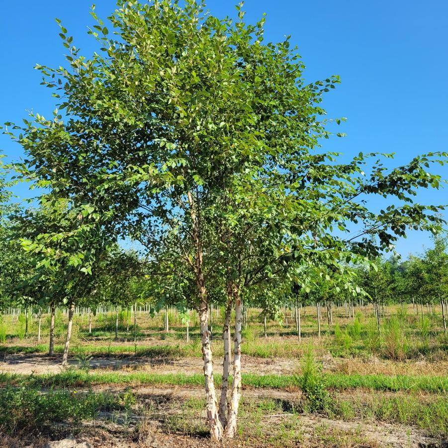 Betula Nigra 'dura Heat' Multi Stem - View 18 from www redcrocus com