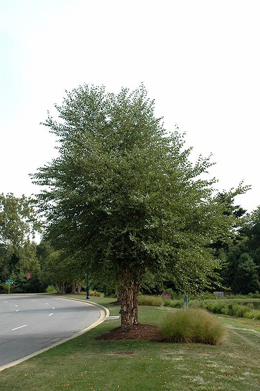 Betula Nigra 'dura Heat' Multi Stem - View 23 from www redcrocus com
