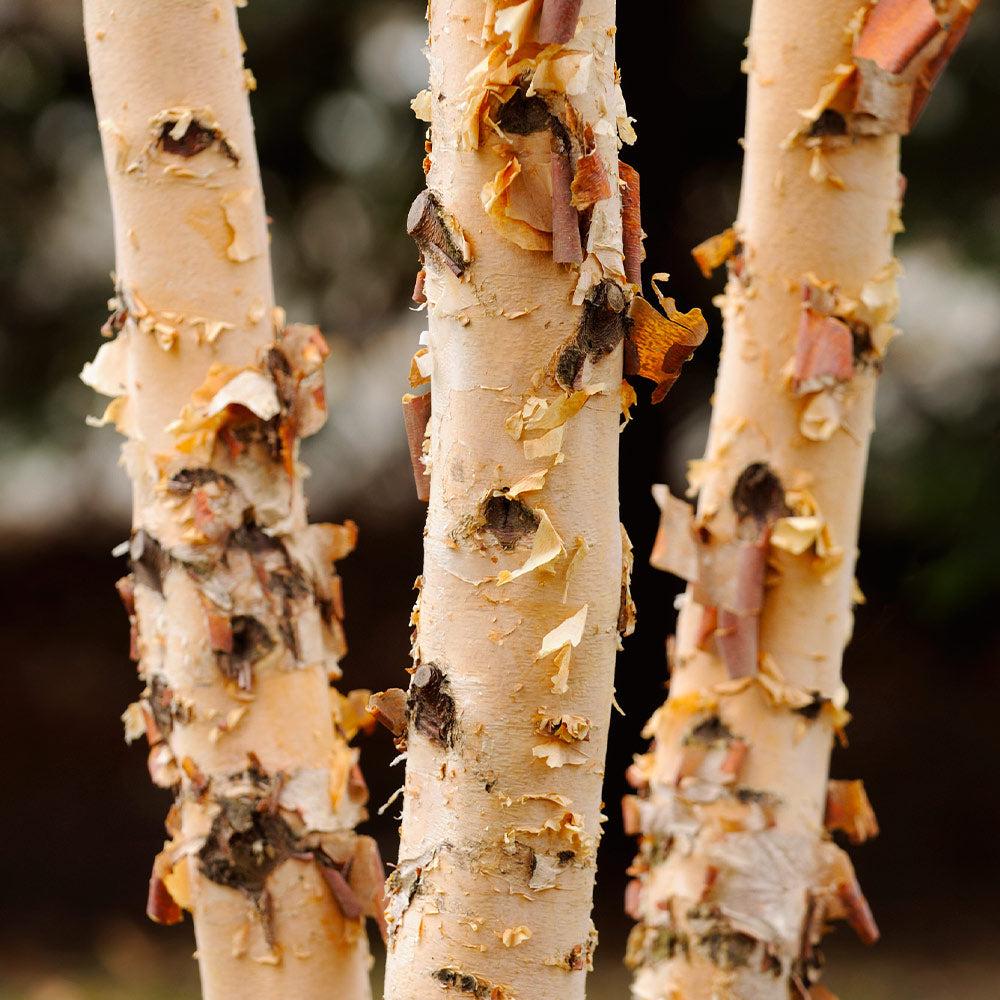 Betula Nigra 'dura Heat' Multi Stem - View 25 from www redcrocus com