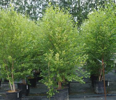 Betula Nigra 'dura Heat' Multi Stem - View 26 from www redcrocus com