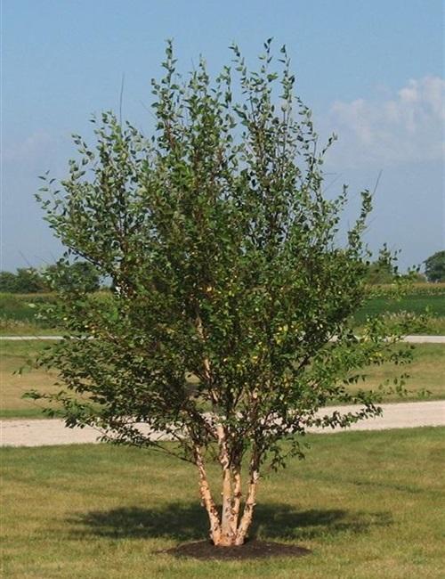 Betula Nigra 'dura Heat' Multi Stem - View 28 from www redcrocus com