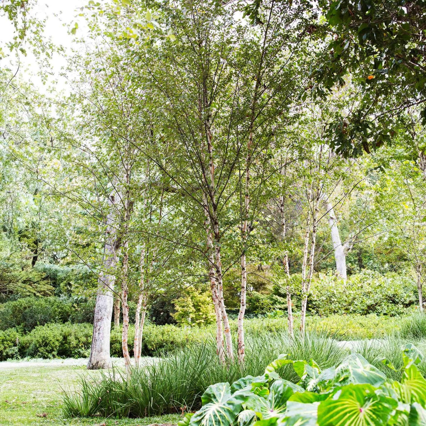 Betula Nigra 'dura Heat' Multi Stem - View 2 from www redcrocus com