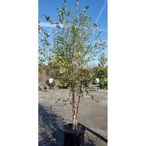 Betula Nigra 'dura Heat' Multi Stem - View 31 from www redcrocus com