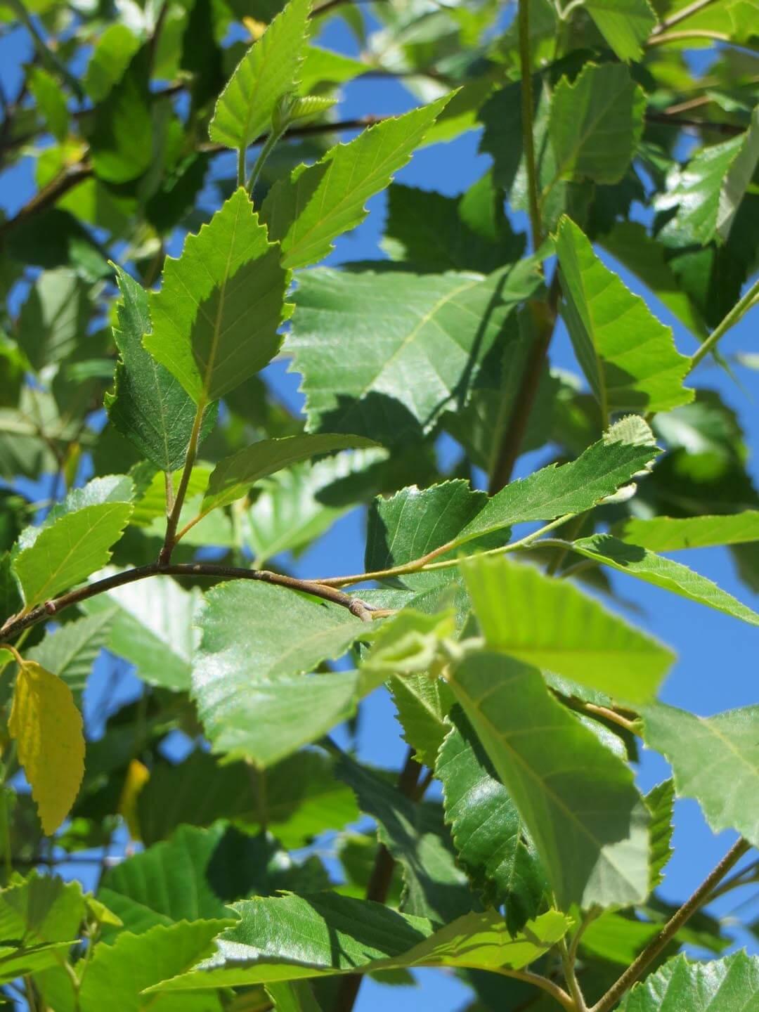 Betula Nigra 'dura Heat' Multi Stem - View 32 from www redcrocus com