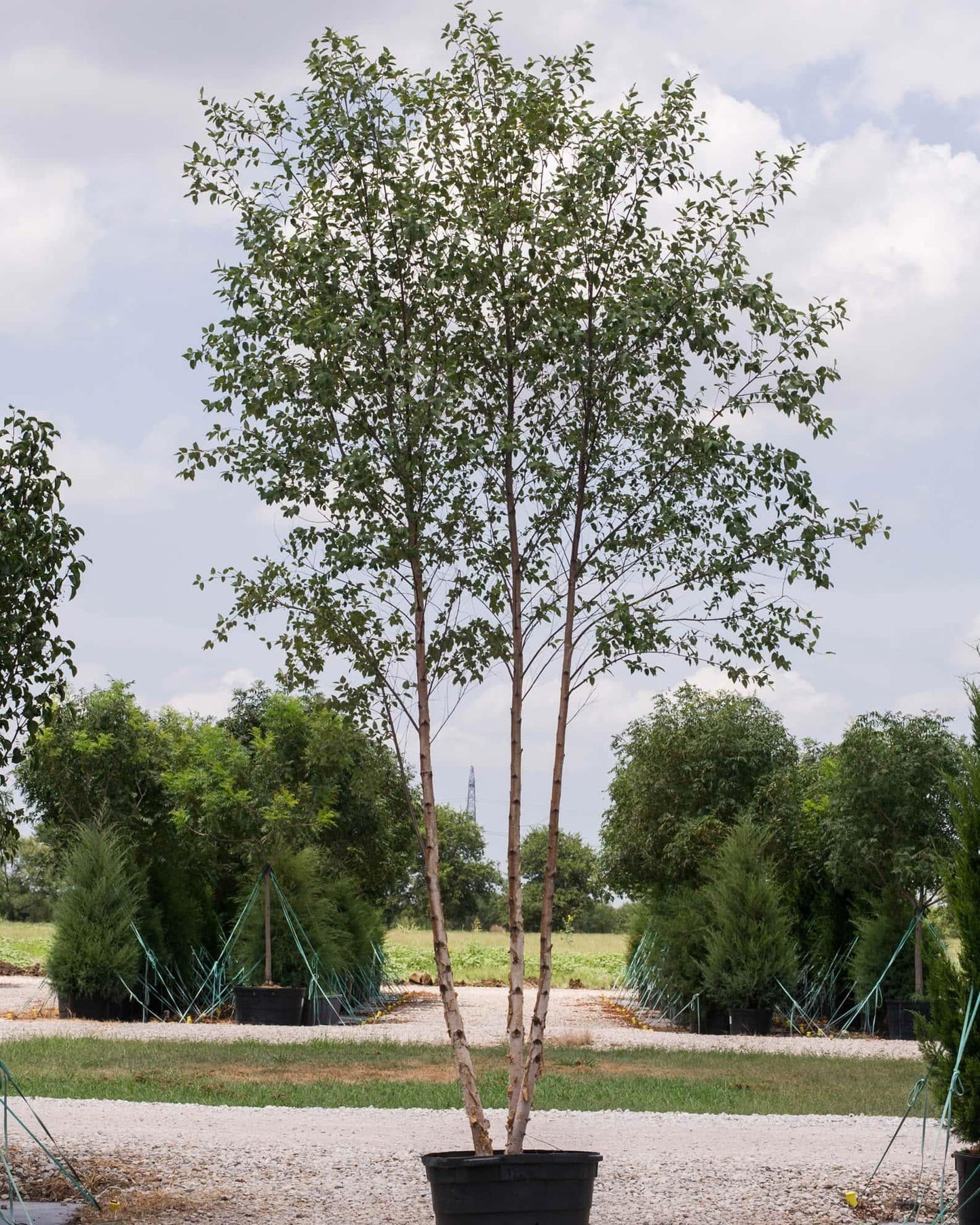 Betula Nigra 'dura Heat' Multi Stem - View 33 from www redcrocus com