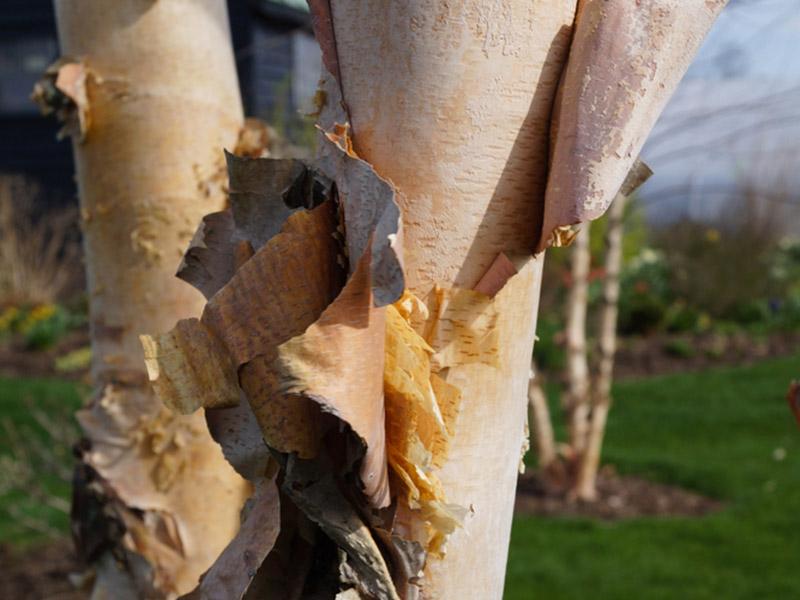 Betula Nigra 'dura Heat' Multi Stem - View 38 from www redcrocus com