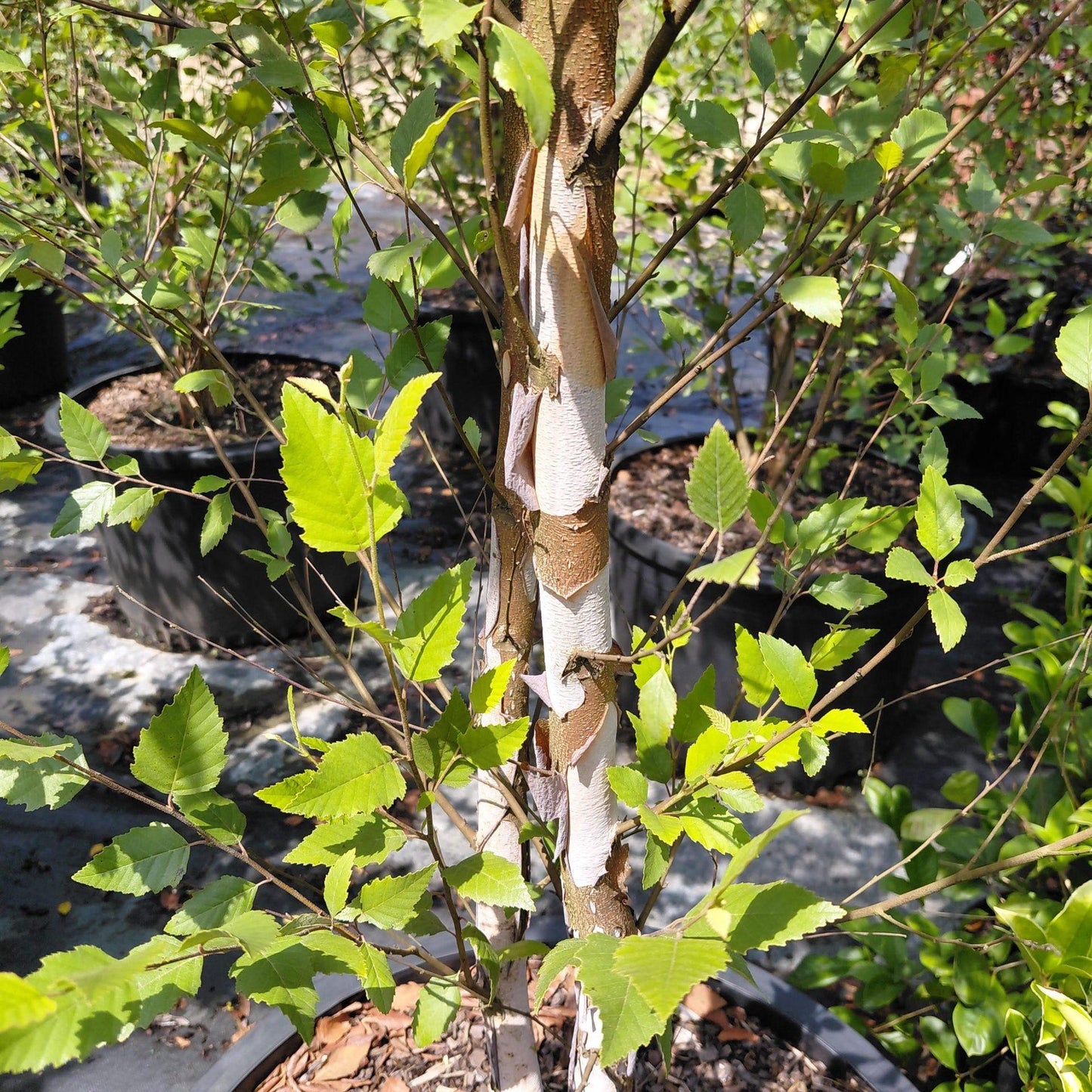 Betula Nigra 'dura Heat' Multi Stem - View 40 from www redcrocus com