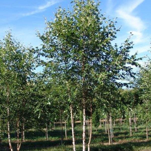Betula Nigra 'dura Heat' Multi Stem - View 4 from www redcrocus com
