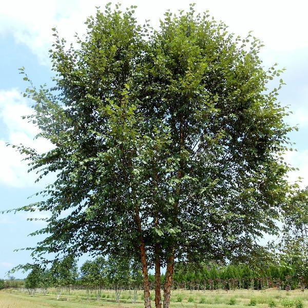 Betula Nigra 'dura Heat' Multi Stem - View 6 from www redcrocus com