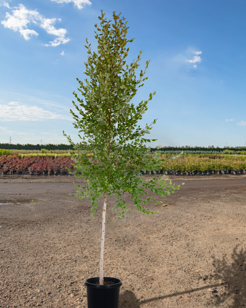 Betula Nigra 'dura Heat' Multi Stem - View 7 from www redcrocus com