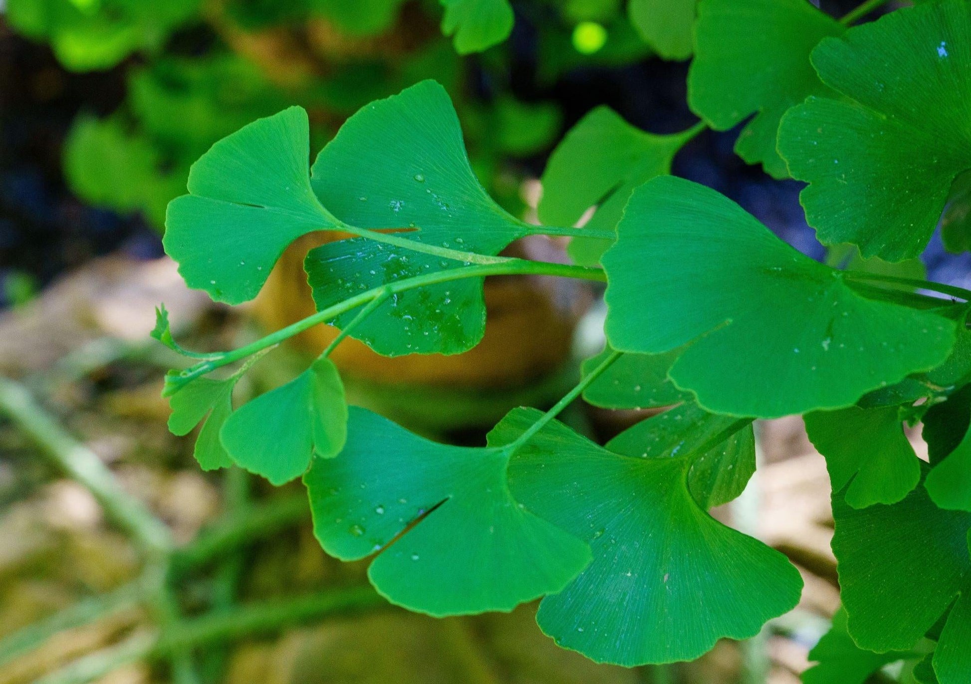 Ginkgo Biloba Grindstone Single Stem - View 4 from www redcrocus com
