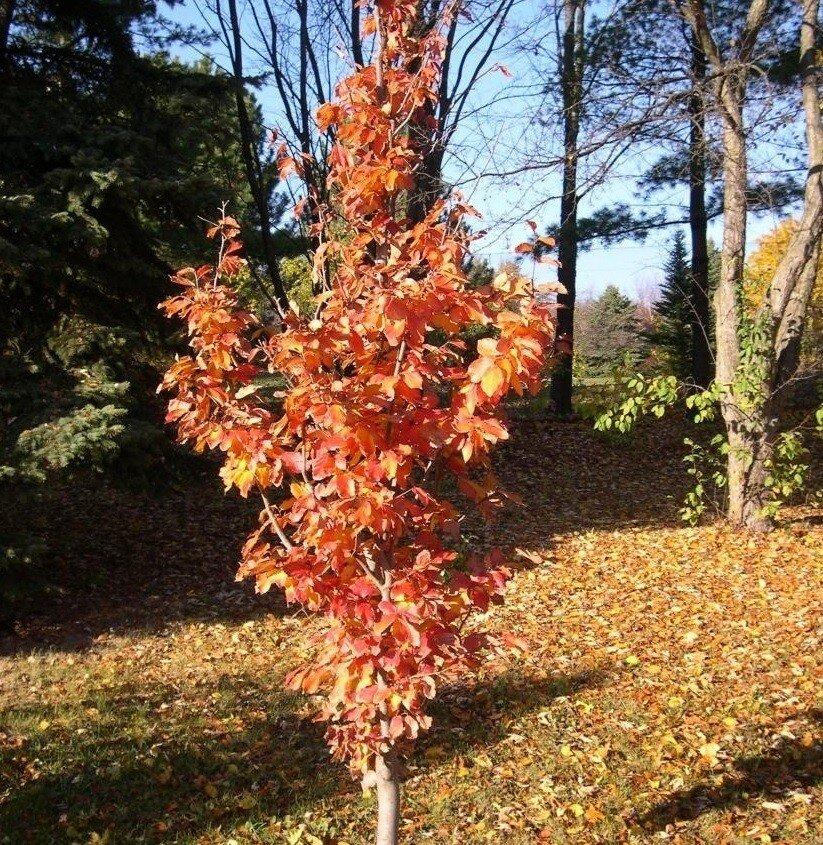 Parrotia Perisica Vanessa - View 12 from www redcrocus com