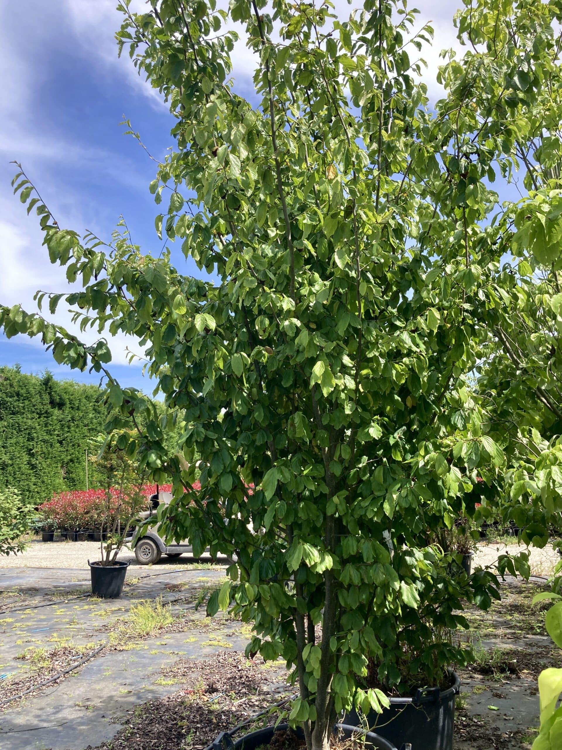 Parrotia Perisica Vanessa - View 14 from www redcrocus com