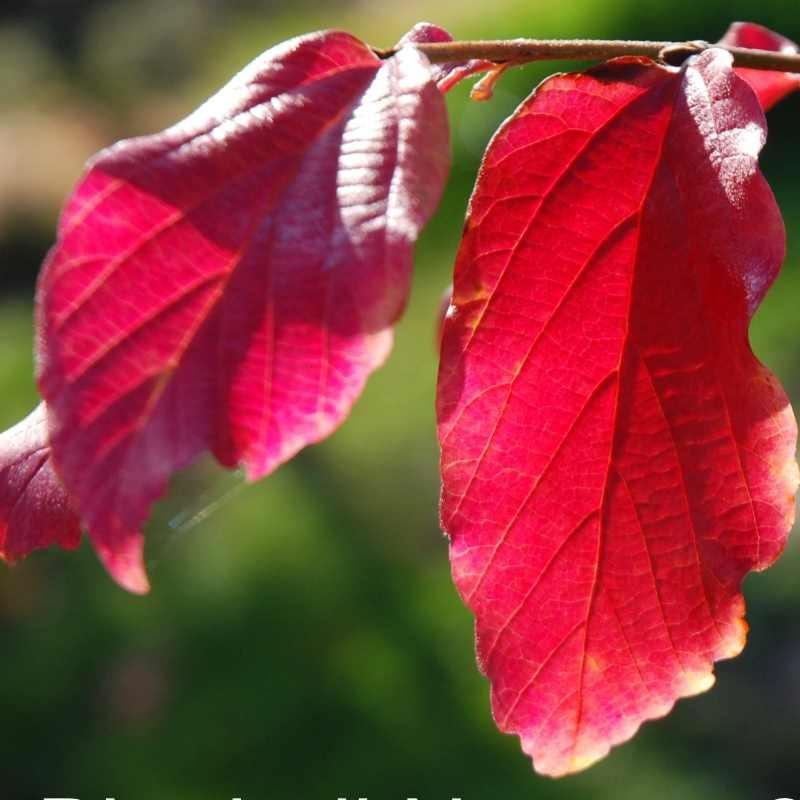 Parrotia Perisica Vanessa - View 16 from www redcrocus com