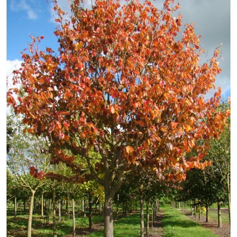 Parrotia Perisica Vanessa - View 17 from www redcrocus com