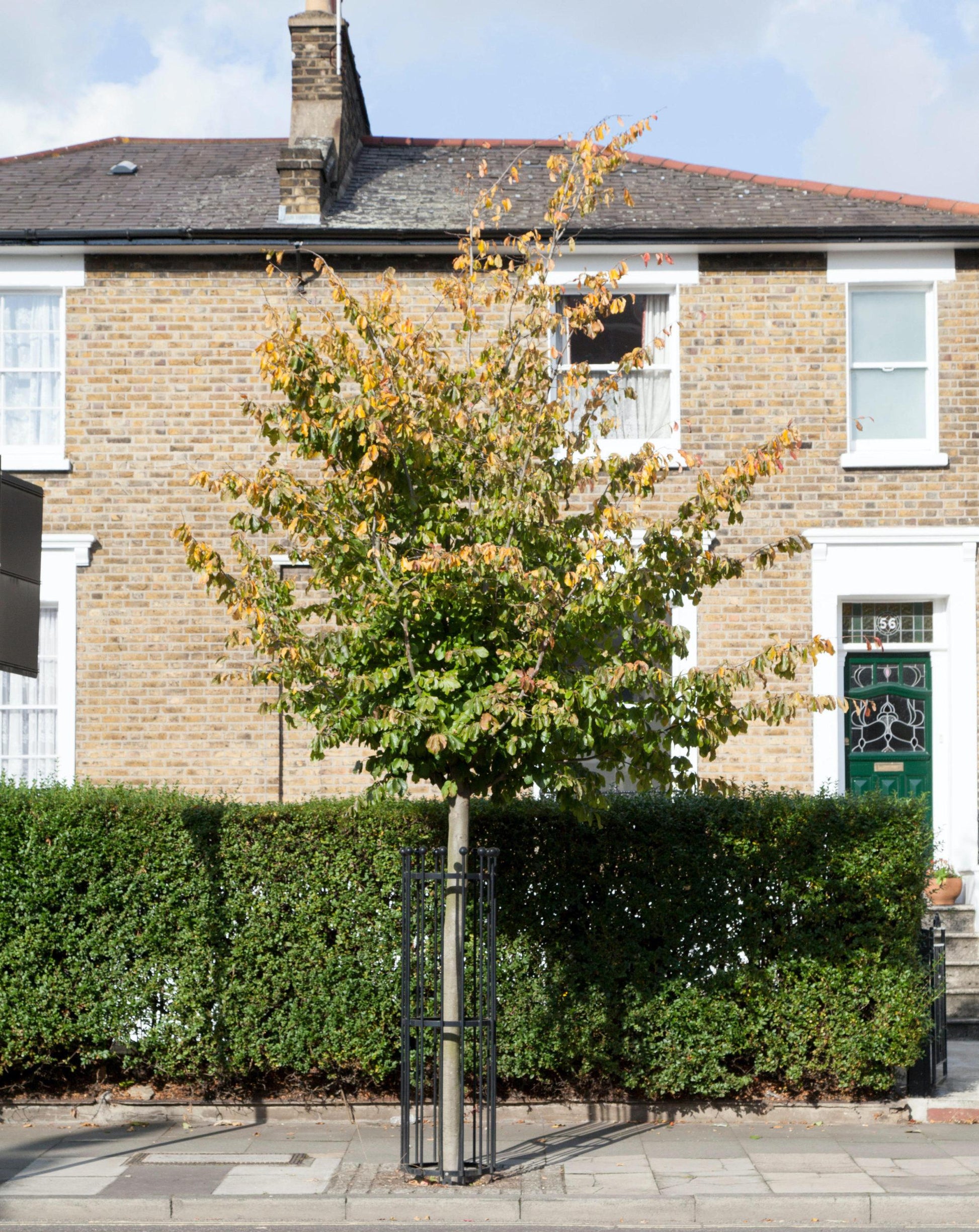 Parrotia Perisica Vanessa - View 19 from www redcrocus com