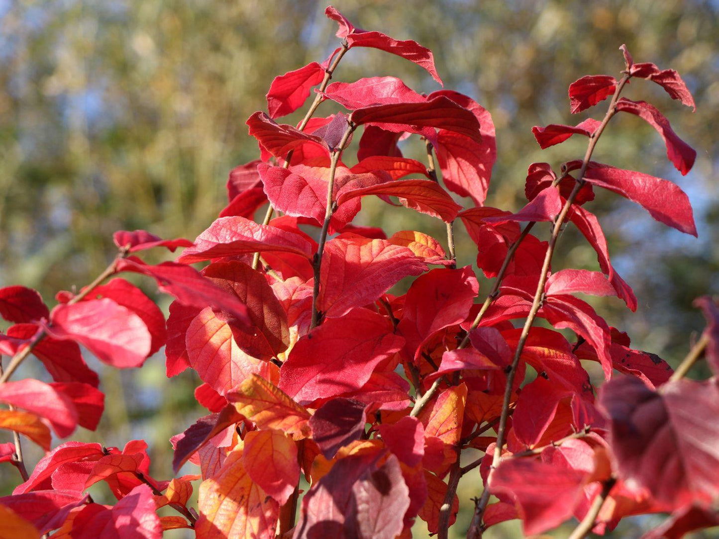 Parrotia Perisica Vanessa - View 1 from www redcrocus com