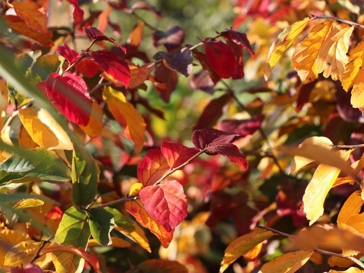 Parrotia Perisica Vanessa - View 20 from www redcrocus com