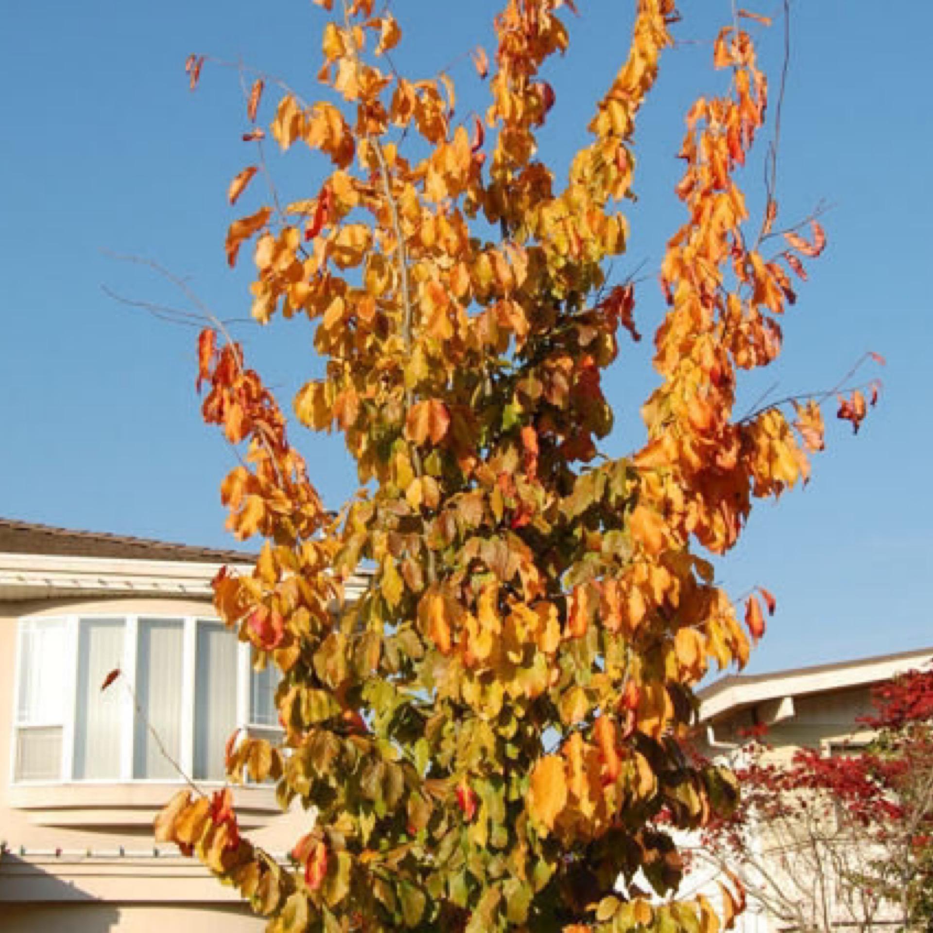 Parrotia Perisica Vanessa - View 2 from www redcrocus com