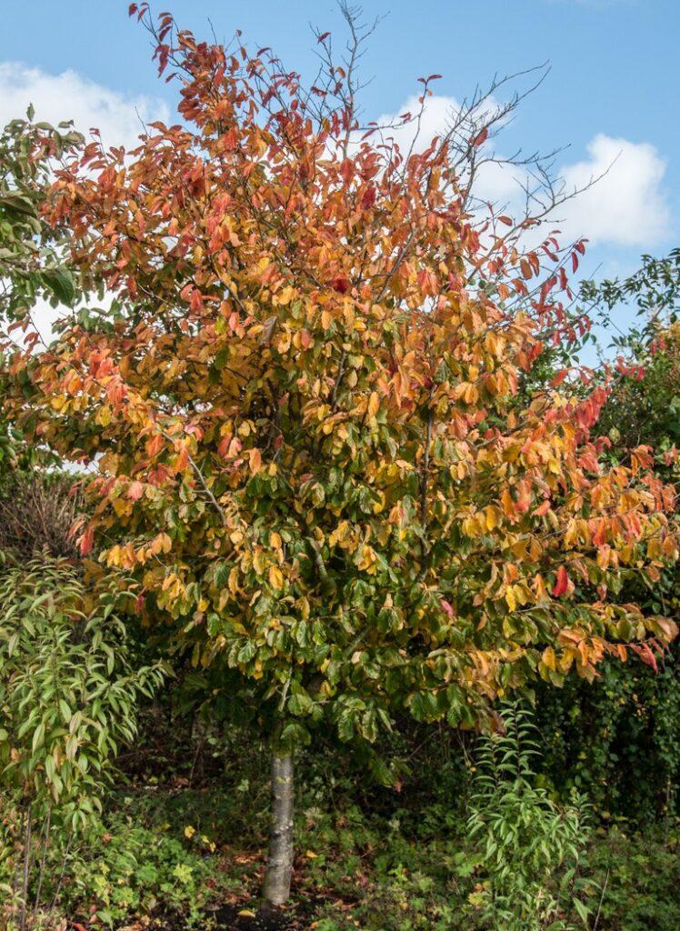 Parrotia Perisica Vanessa - View 3 from www redcrocus com