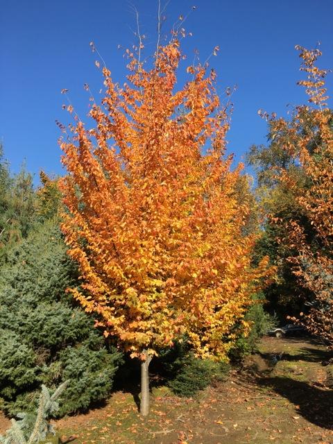 Parrotia Perisica Vanessa - View 4 from www redcrocus com