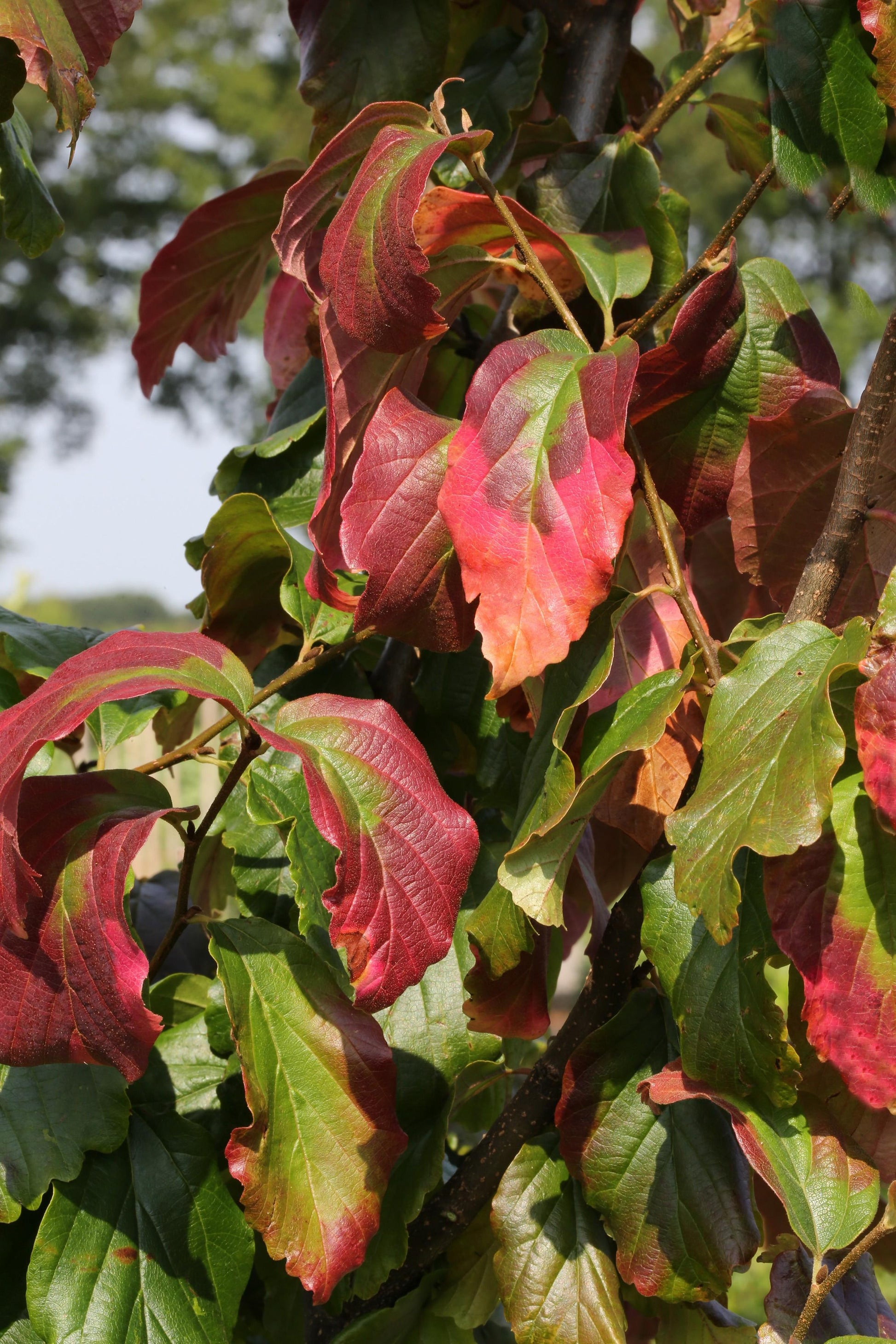 Parrotia Perisica Vanessa - View 5 from www redcrocus com