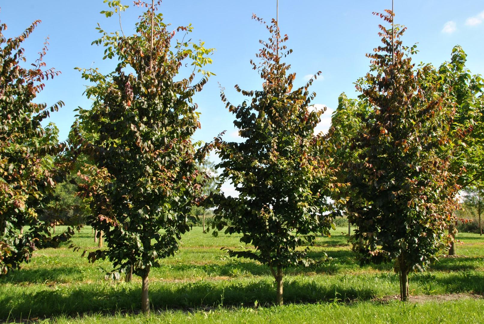 Parrotia Perisica Vanessa - View 6 from www redcrocus com