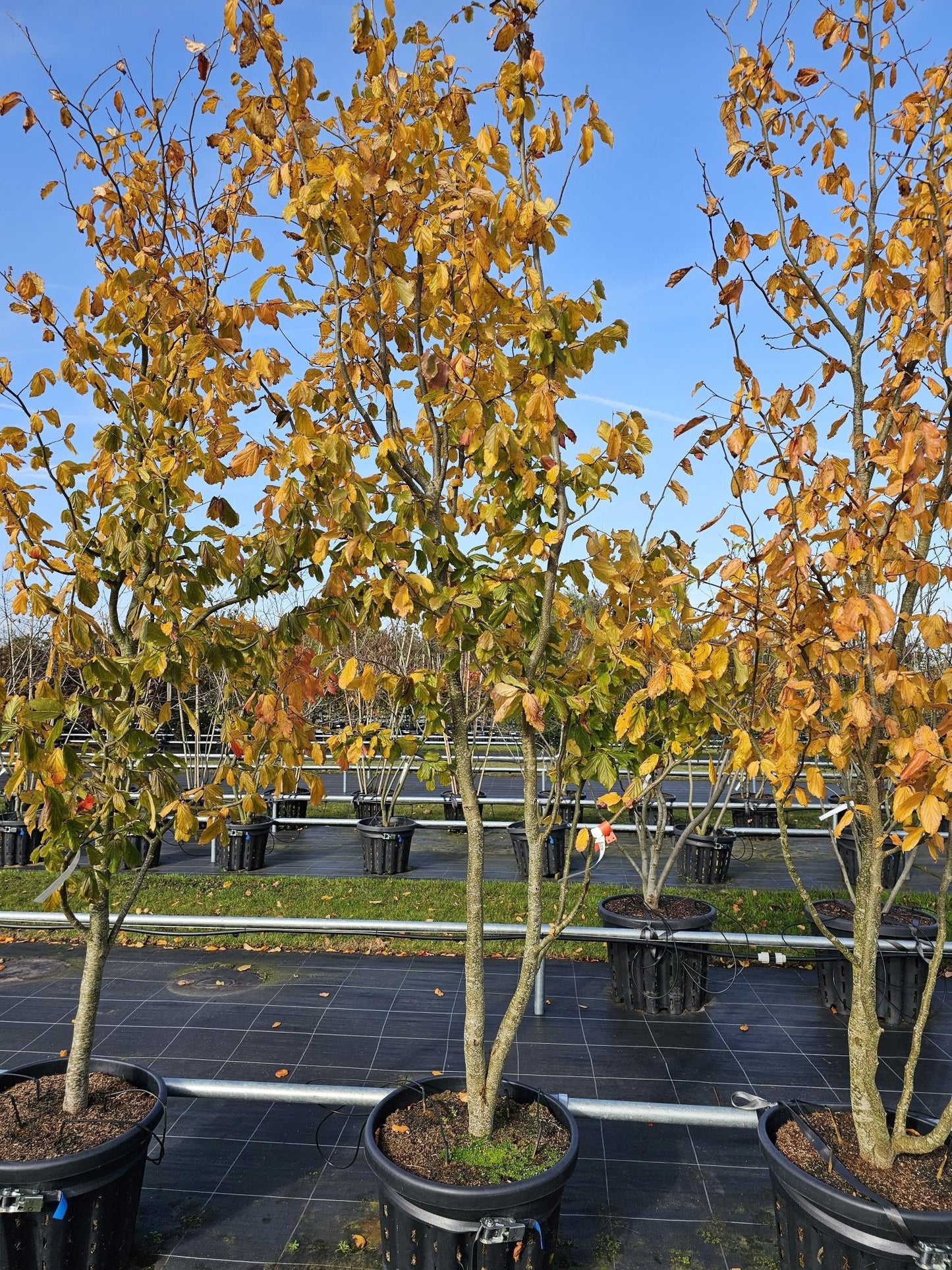 Parrotia Perisica Vanessa - View 7 from www redcrocus com