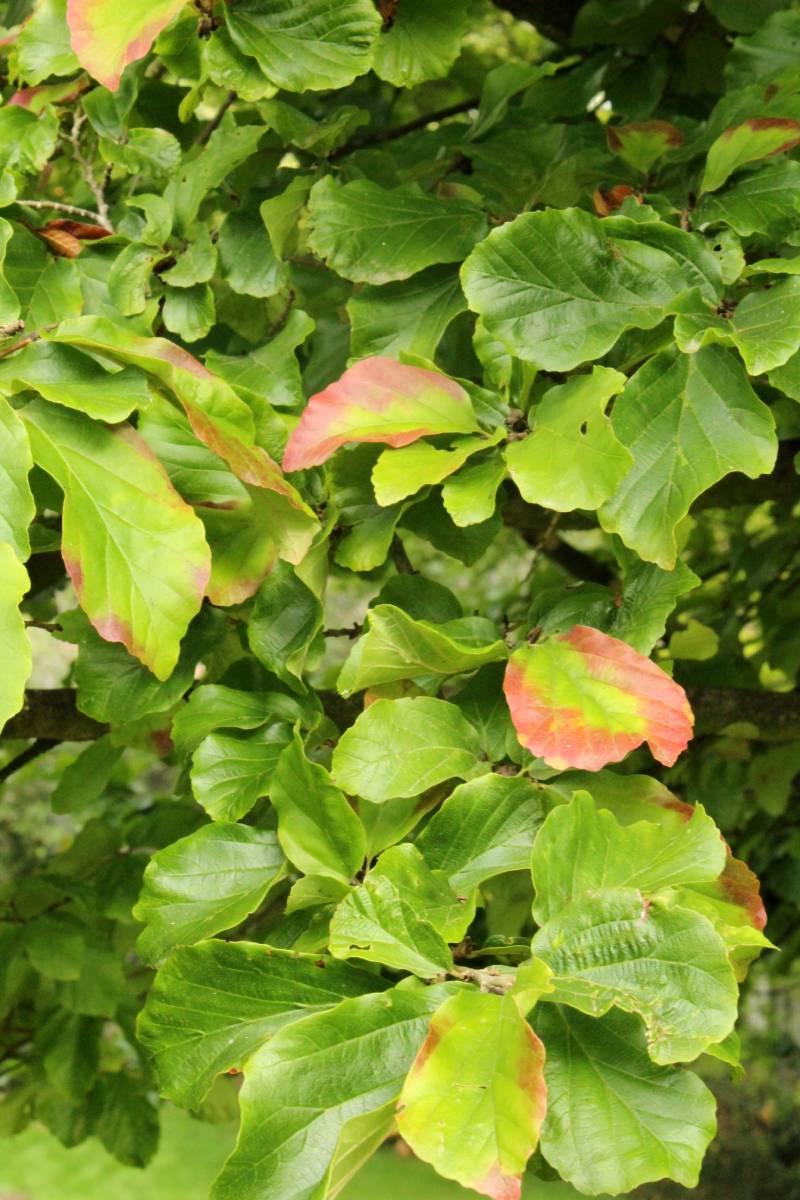 Parrotia Perisica Vanessa - View 8 from www redcrocus com