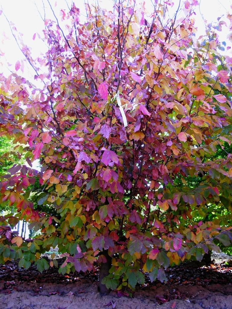 Parrotia Perisica Vanessa - View 9 from www redcrocus com