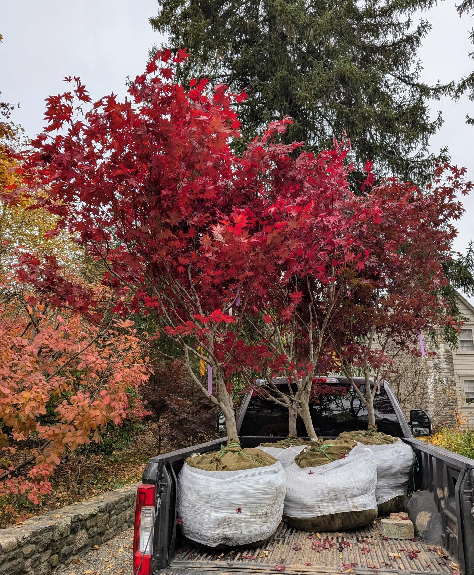 Acer Palmatum 'bloodgood' - View 12 from www redcrocus com