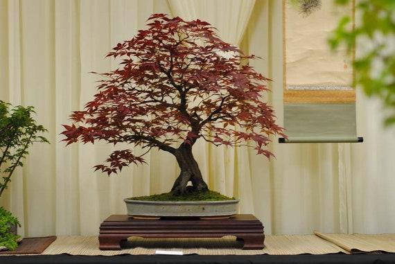 Acer Palmatum 'bloodgood' - View 13 from www redcrocus com