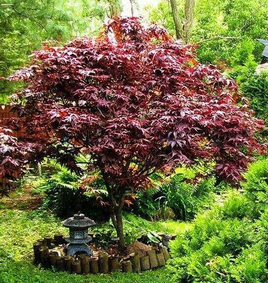 Acer Palmatum 'bloodgood' - View 15 from www redcrocus com